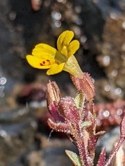 Erythranthe alsinoides