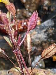 Erythranthe alsinoides
