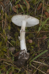 Amanita virginiana