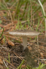 Amanita virginiana