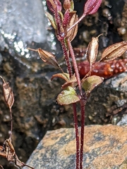 Erythranthe alsinoides