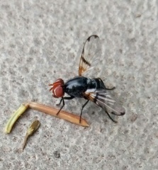 Ceroxys munda