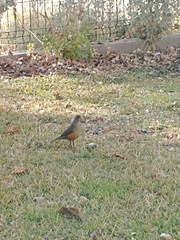 Turdus rufiventris