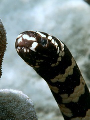 Egg-Eating Sea Snake photo 3