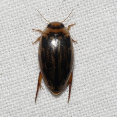 Coptotomus longulus lenticus