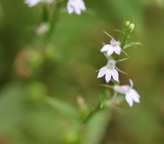 Lobelia