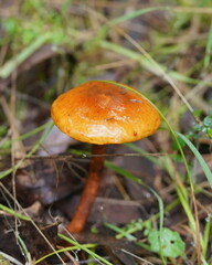Cortinarius abnormis