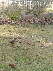 Turdus rufiventris