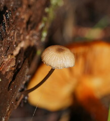 Entoloma readiae