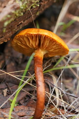 Cortinarius abnormis