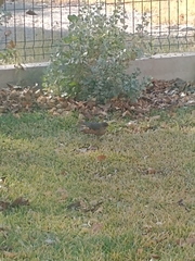 Turdus rufiventris