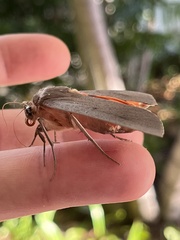 Ophiusa disjungens