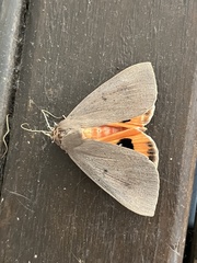 Ophiusa disjungens