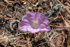 Ipomoea durangensis