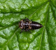 Bathysmatophorinae