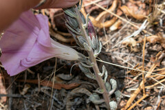 Ipomoea durangensis