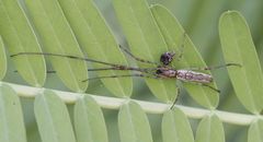 Tetragnatha elongata