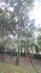 Pinus maximartinezii