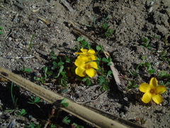 Oxalis perdicaria