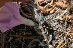 Ipomoea durangensis