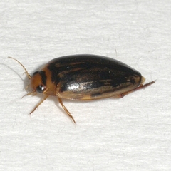 Coptotomus longulus lenticus