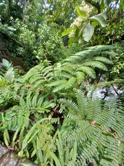 Cyathea smithii