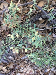 Comandra umbellata pallida