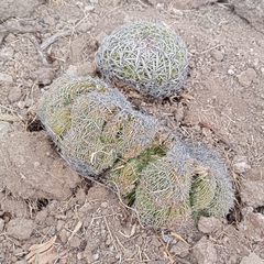 Echinofossulocactus dichroacanthus