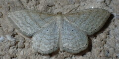 Idaea macilentaria