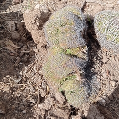 Echinofossulocactus dichroacanthus