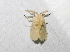 Megalopyge crispata