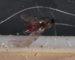 Culicoides
