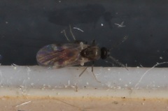 Culicoides