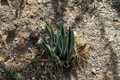 Agave pintilla