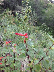 Salvia regla