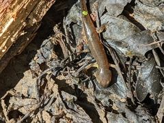 Ambystoma opacum