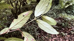 Viburnum taitoense