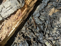 Ambystoma opacum