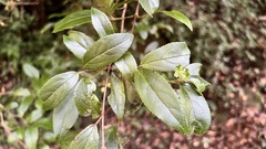 Viburnum taitoense