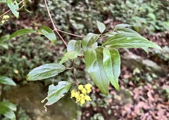 Viburnum taitoense
