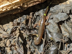 Ambystoma opacum