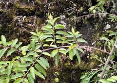 Viburnum taitoense