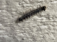 Lymantria dispar