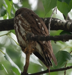 Ninox japonica