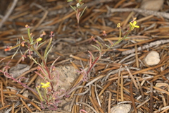 Camissonia pusilla