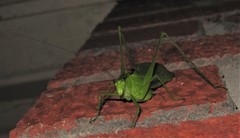 Amblycorypha carinata