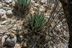 Agave pintilla