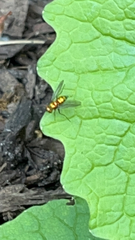 Condylostylus