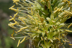Agave pintilla