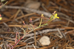Camissonia pusilla